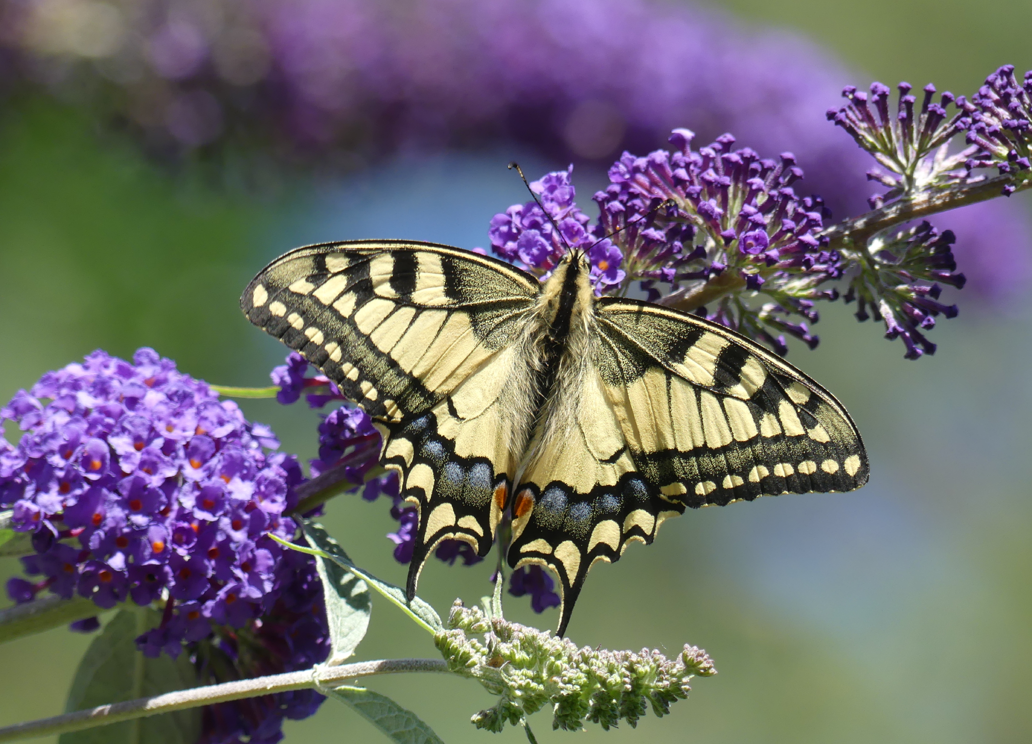 Continental_PP_Artenglück_18x13(1)